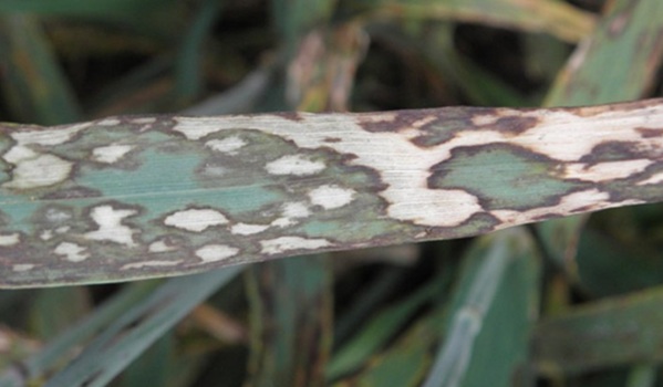 Bladvlekkenziekten in gazon herkennen en bestrijden